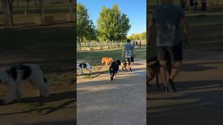 What does a trained dog look like IN the dog park with lots of other people and offleash dogs [upl. by Costanzia]