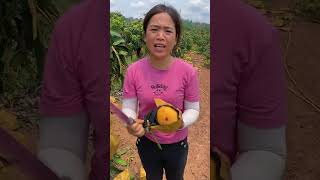 Esta chica cosecha los mejores mangos de China 👏 [upl. by Marcelle]