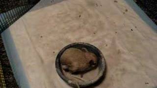 Gizmo the Jerboa discovers the Dust Bath [upl. by Erl]