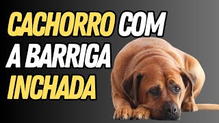 O Inchaço em Cães Causas da Barriga Inchada [upl. by Kalinda]