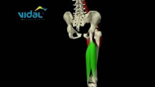 FLEXÃO E EXTENSÃO DO QUADRIL  Vidal [upl. by Riplex]