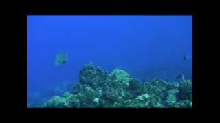 Headbutting parrotfish [upl. by Wiese614]