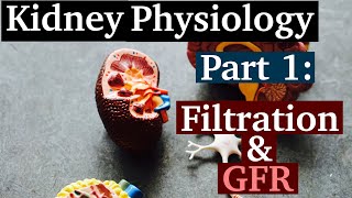 How to Understand GFR  Kidney Filtration  Kidney Physiology [upl. by Llennej]