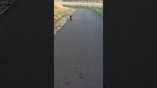 Spaniel on tarmac spaniel cute shortsvideo shortvideo shorts short viralvideo puppy [upl. by Albertine]