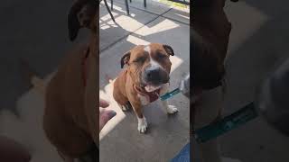 Video of adoptable pet named Brix [upl. by Alcina]