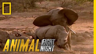 Elephant vs Rhino  Animal Fight Night [upl. by Yks227]