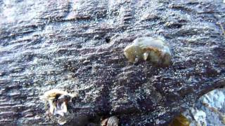 Intertidal Flatworms [upl. by Allanson770]