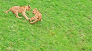 Playing Lion Cubs Tumble Down Hill Together [upl. by Ellynn358]