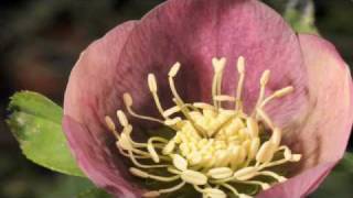 Time lapse Hellebore flower with stamens uncurling [upl. by Aerol]