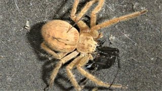 Black Widow vs Huntsman Spider Warning May be disturbing to some viewers [upl. by Enyamert]