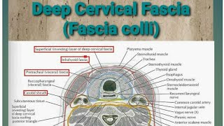 Deep cervical fasciaFascia colli🤓 [upl. by Annyl]