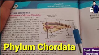 Phylum Chordata XI Biology [upl. by Enelam]