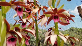 Orquídea Terrestre CAPUZ DE FREIRA  PHAIUS TANKERVILLEAE  AULA de como cultivar [upl. by Nylarej199]