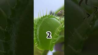 🫣Venus Flytrap  Plant Eating Bugs 🌱🪲 [upl. by Aynam197]