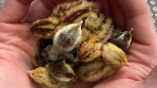 Hatching Coturnix Quail [upl. by Odlaumor]