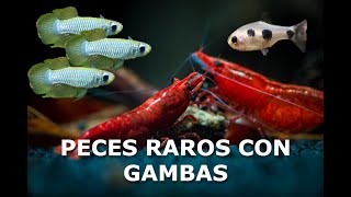 Peces raros que pueden vivir con Gambas [upl. by Ardnos]