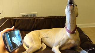 Dogs 101  Great Dane [upl. by Season]