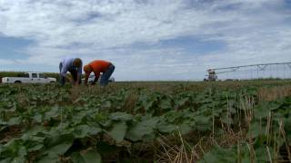 Techniques for Planting NoTill Sunflowers [upl. by Stricklan]