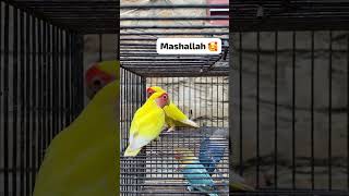 Lutino lovebird breeding pair♥️lutinolovebird [upl. by Perpetua]