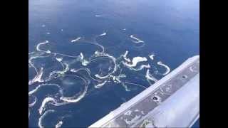 Sitka Alaska Herring Fishery 2008  From the air [upl. by Artap]