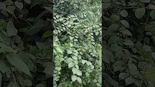 Jungle fruit bahut katta haishorttreding videokanod ka fruit [upl. by Kenley]