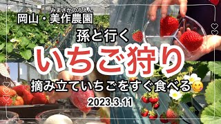 2023311 岡山・美作農園 いちご狩りに孫と行って来た 摘み立ていちごをすぐ食べる 美味し過ぎ [upl. by Anamuj207]