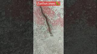 Bipalium worm 🐛😱😱😱 [upl. by Ahsin]