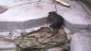 Nutrias  Zoo Antwerp Myocastor coypus [upl. by Russia]