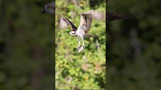 Magnificent Osprey Diving For A Meal osprey ospreydive ospreycam birdofprey [upl. by Eivad]