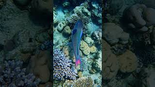 Bicolor Parrotfish and Red Sea coral reef 🪸 Egypt 🇪🇬 مصر 🇪🇬 fish coralreef underwater [upl. by Fianna]