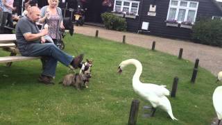 Swan vs Dogs [upl. by Heindrick]