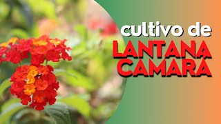 COMO CULTIVAR LANTANA CAMARA [upl. by Eak]