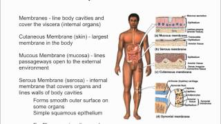 Body Membranes [upl. by Erbas]