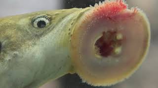 What are lampreys [upl. by Heintz]