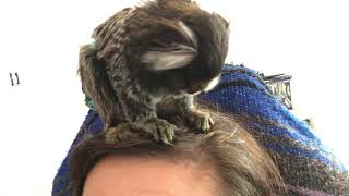 Marmoset grooming [upl. by Neelak743]