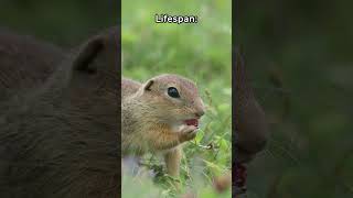 Amazing Gopher Facts 5 Fascinating Things About Gophers You Wont Believe  Fauna Fax Shorts [upl. by Elin]