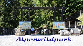 Alpenwildpark am Pfänder in Bregenz [upl. by Aivonas]