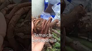 Most powerful Jamaican Roots amp Herbs For Men🇯🇲 🇯🇲 [upl. by Asaert]