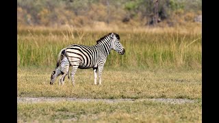 OVER 7 MILLION VIEWS Zebra birth amp Wild Dog interaction [upl. by Ivanna156]