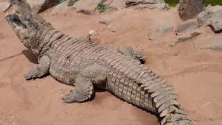 A female Crocodile protecting its eggs [upl. by Ashli]