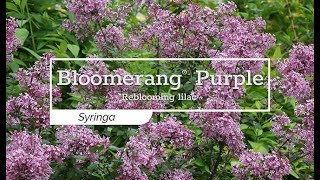 30 Seconds with Bloomerang® Purple Lilac [upl. by Enaujed]