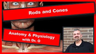 Rods and Cones Anatomy and Physiology [upl. by Onidranreb]