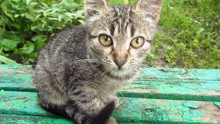 Tabby kitten on the bench [upl. by Josephine]