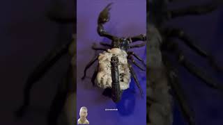 baby scorpion  facts about scorpiones  scorpion babies  amazing facts about scorpion 🦂 [upl. by Eyak]