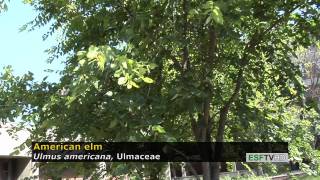 Trees with Don Leopold  American elm [upl. by Rubliw]