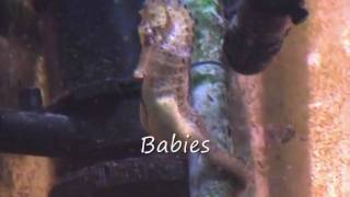 Seahorse courtingdancingegg exhangebabies [upl. by Cupo]