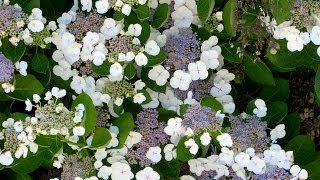 Hydrangea macrophylla Lacecap [upl. by Obelia]