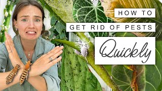 House Plant PESTS 🦟 How To Quickly and Easily GET THEM GONE 🌿 [upl. by Leahicm]