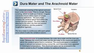 Spinal Cord Anatomy Spinal Tracts amp Pathways Somatic Reflexes Animation [upl. by Yeblehs]