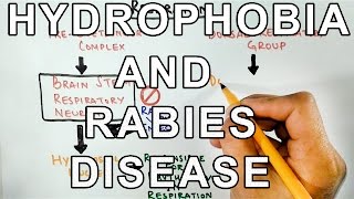 Why does Rabies cause HYDROPHOBIA  Mechanism Behind It [upl. by Gracie852]